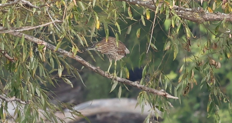 Black-crowned Night Heron - ML609400706