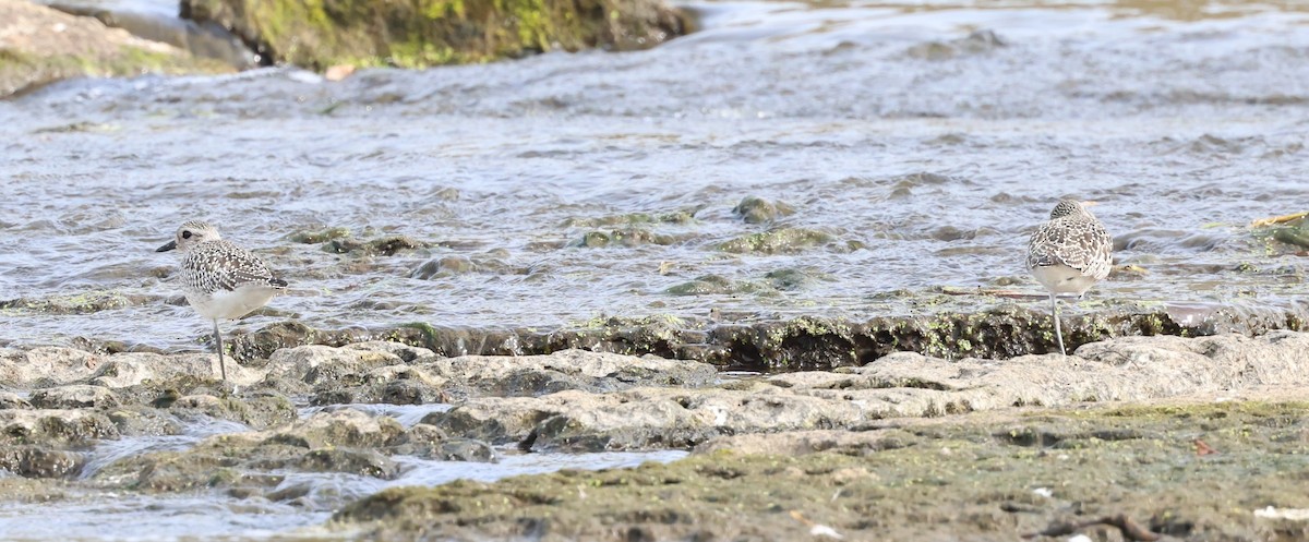 Black-bellied Plover - ML609400734