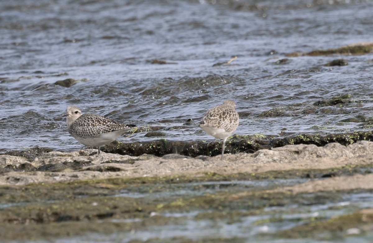Black-bellied Plover - Marie Provost