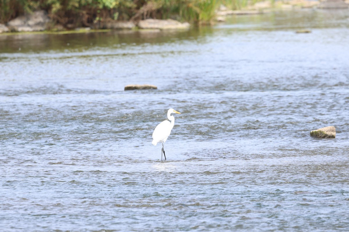 Great Egret - Marie Provost