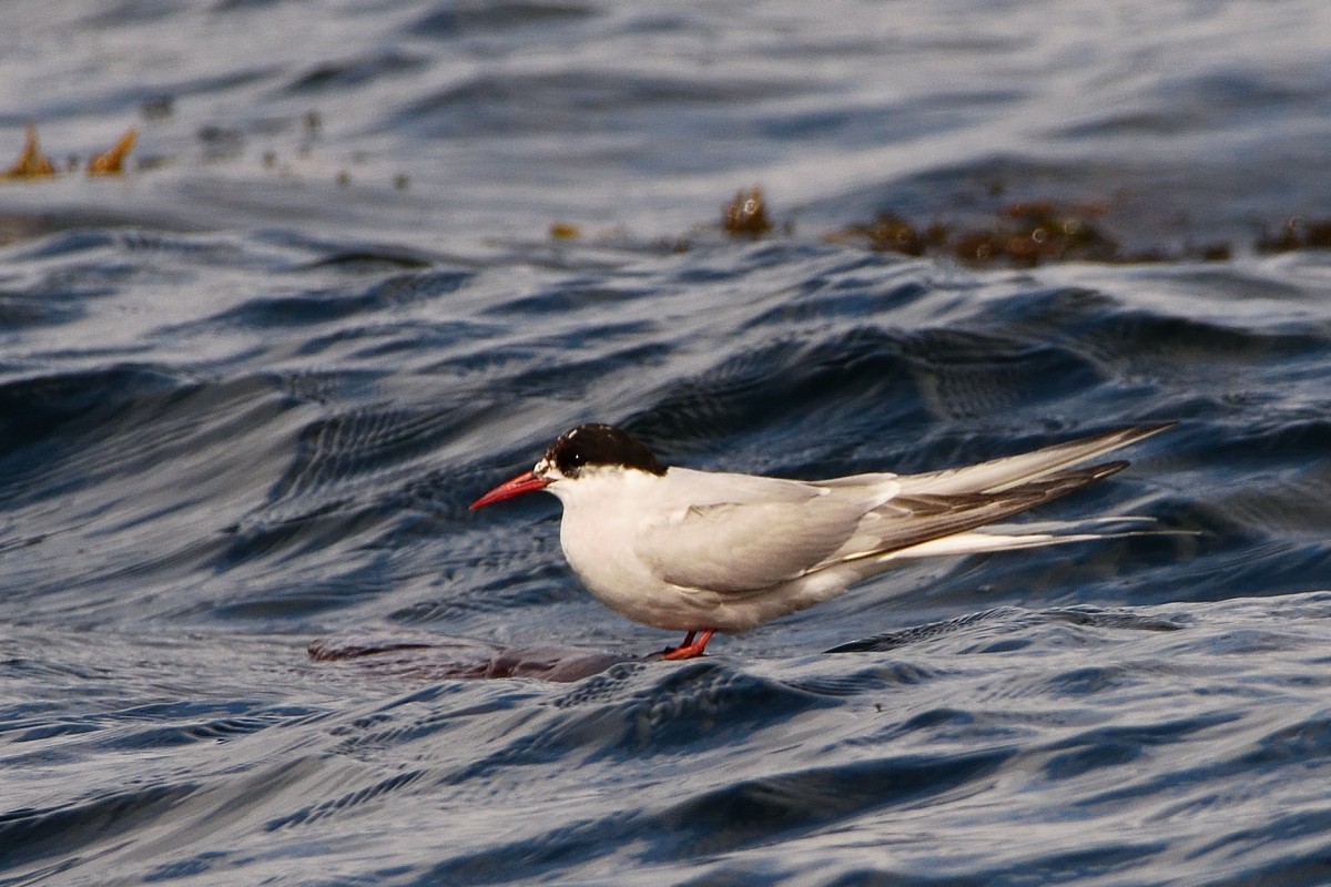 Arctic Tern - Richard Guillet