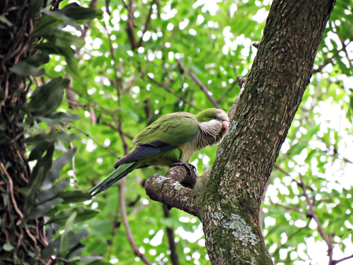 Monk Parakeet - ML609400943