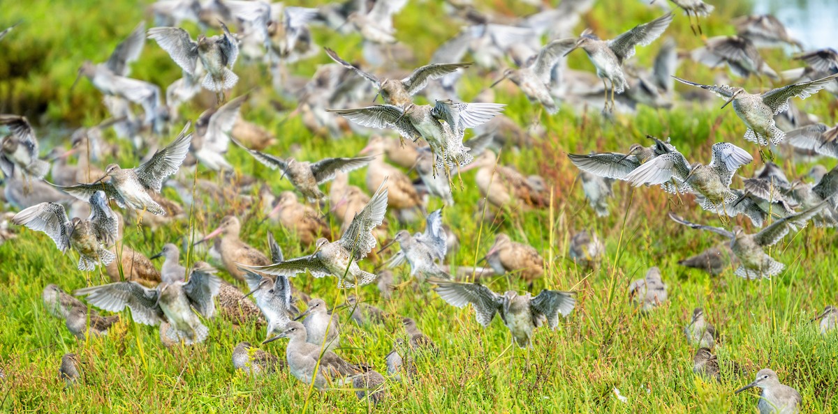 Long-billed Dowitcher - ML609400980