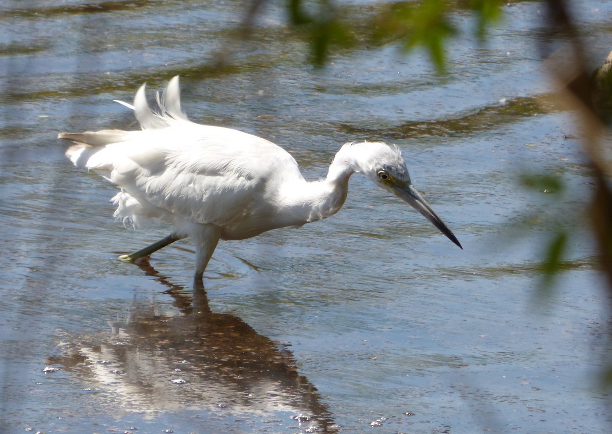 Little Blue Heron - ML609400983