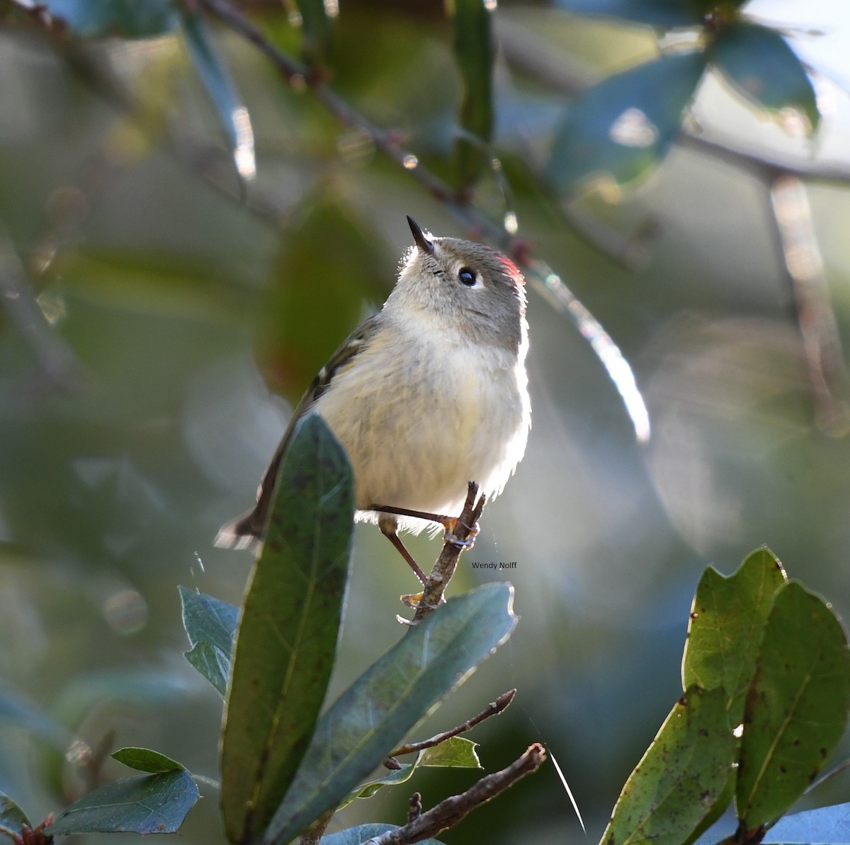 Ruby-crowned Kinglet - Wendy N