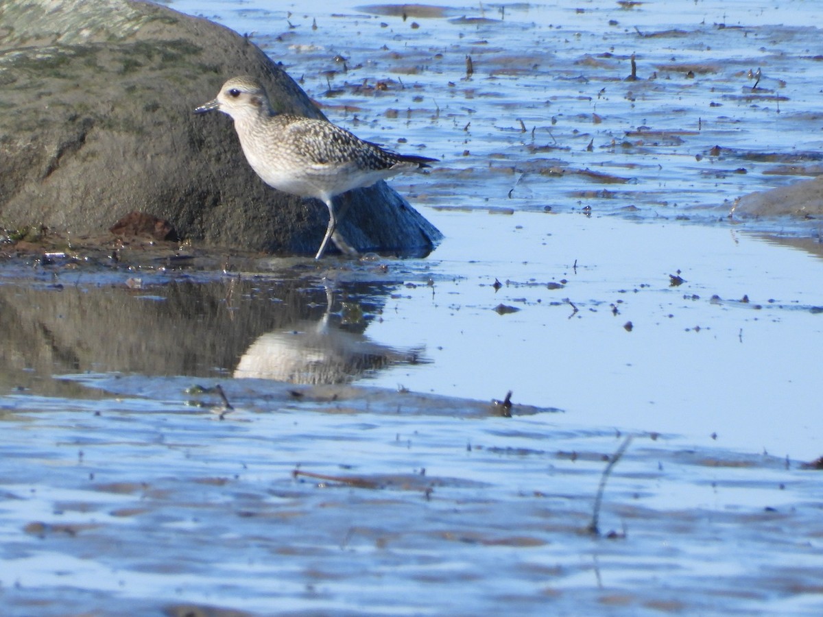 Black-bellied Plover - ML609401044