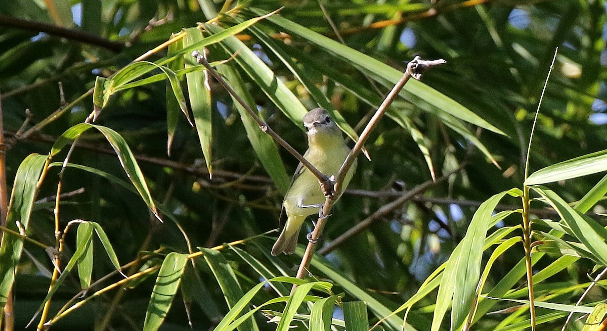 Philadelphia Vireo - mitchell HARRIS