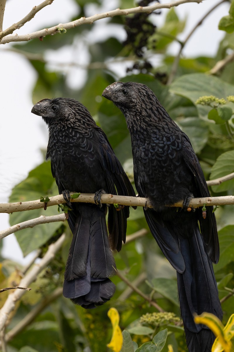 Smooth-billed Ani - Peggy Steffens