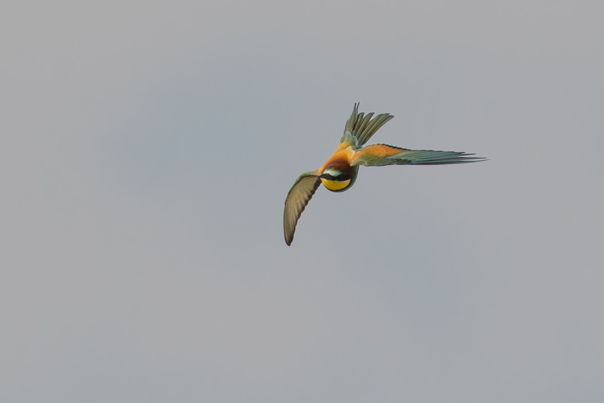 European Bee-eater - ML609401162