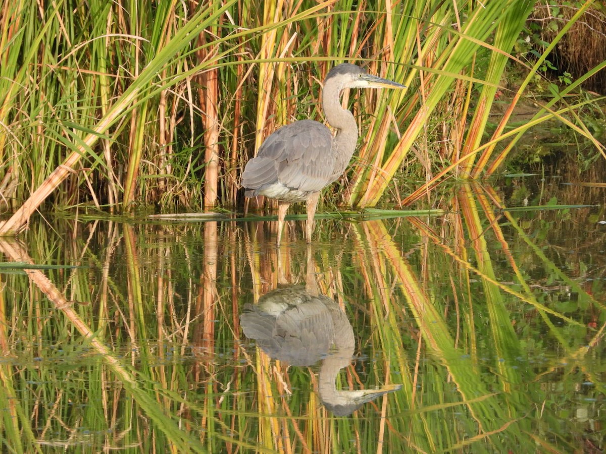 Great Blue Heron - ML609401223