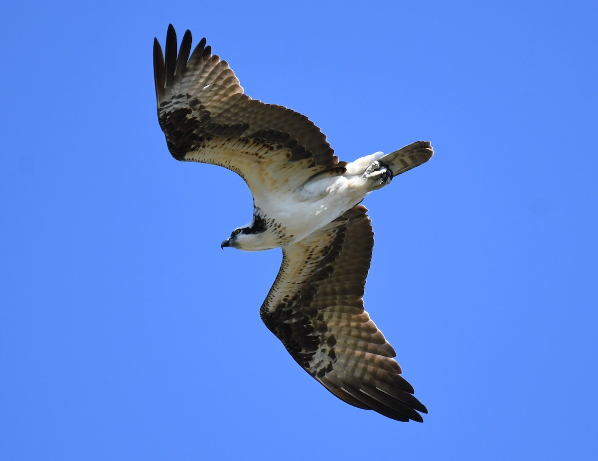 Águila Pescadora - ML609401309