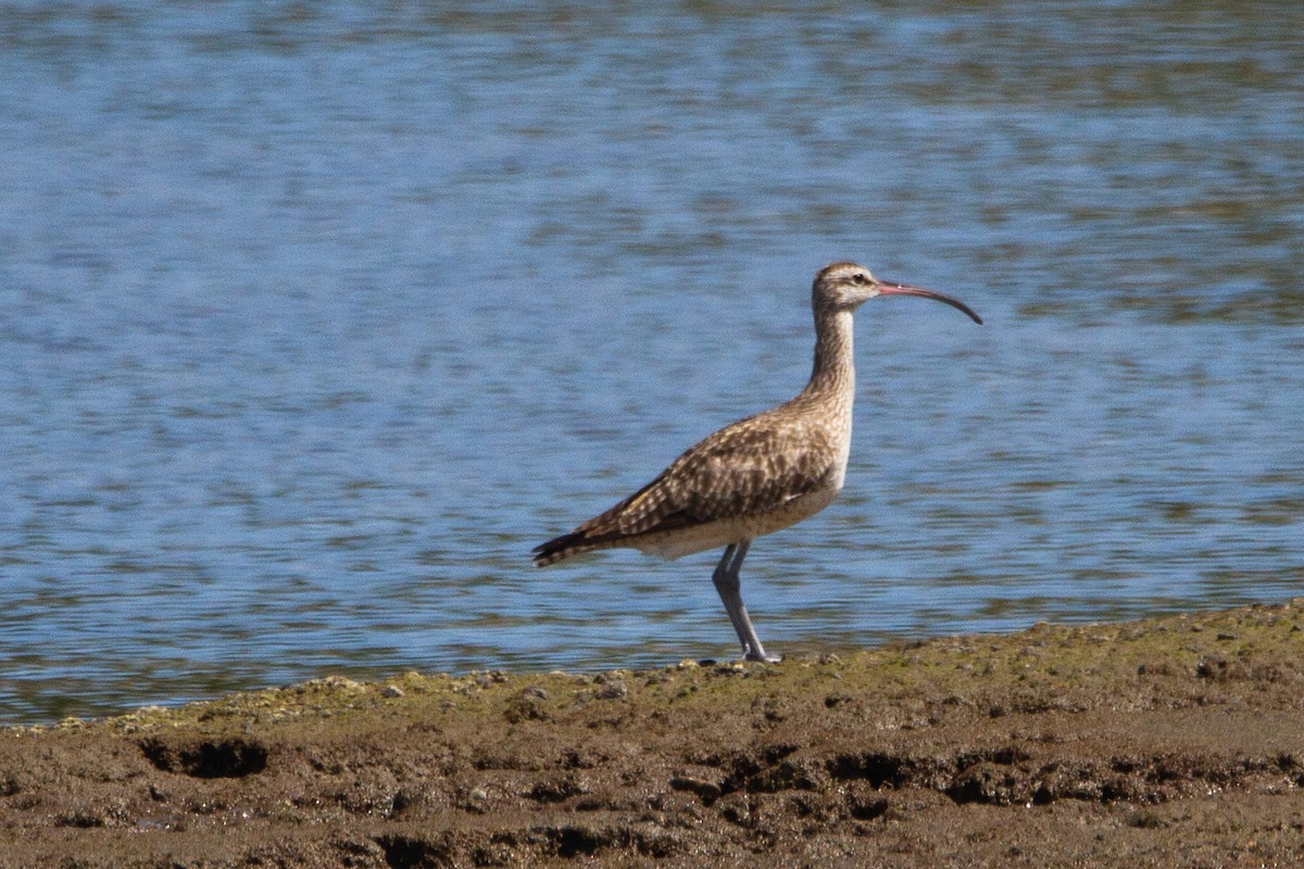 Whimbrel - Marvin Tórrez