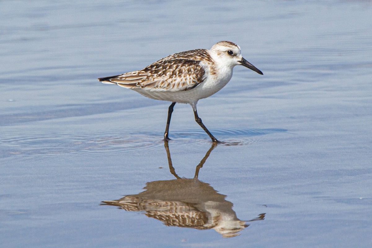 Bécasseau sanderling - ML609401361