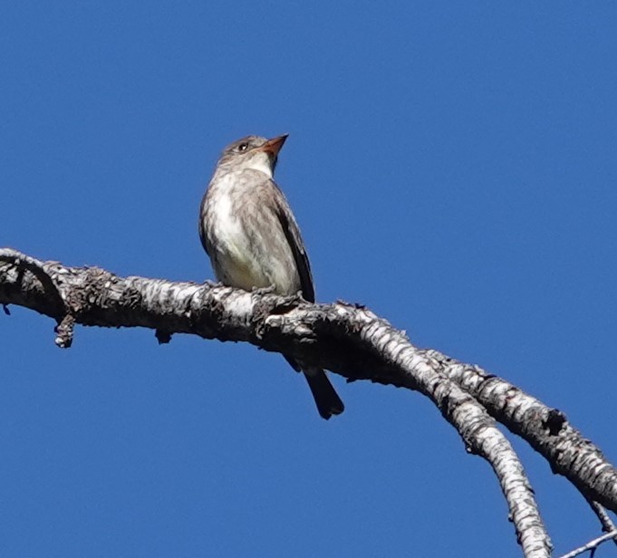 Olive-sided Flycatcher - ML609401363