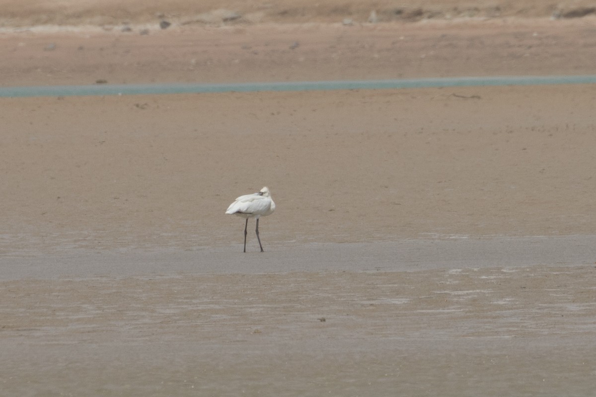 Eurasian Spoonbill - Mark Baker