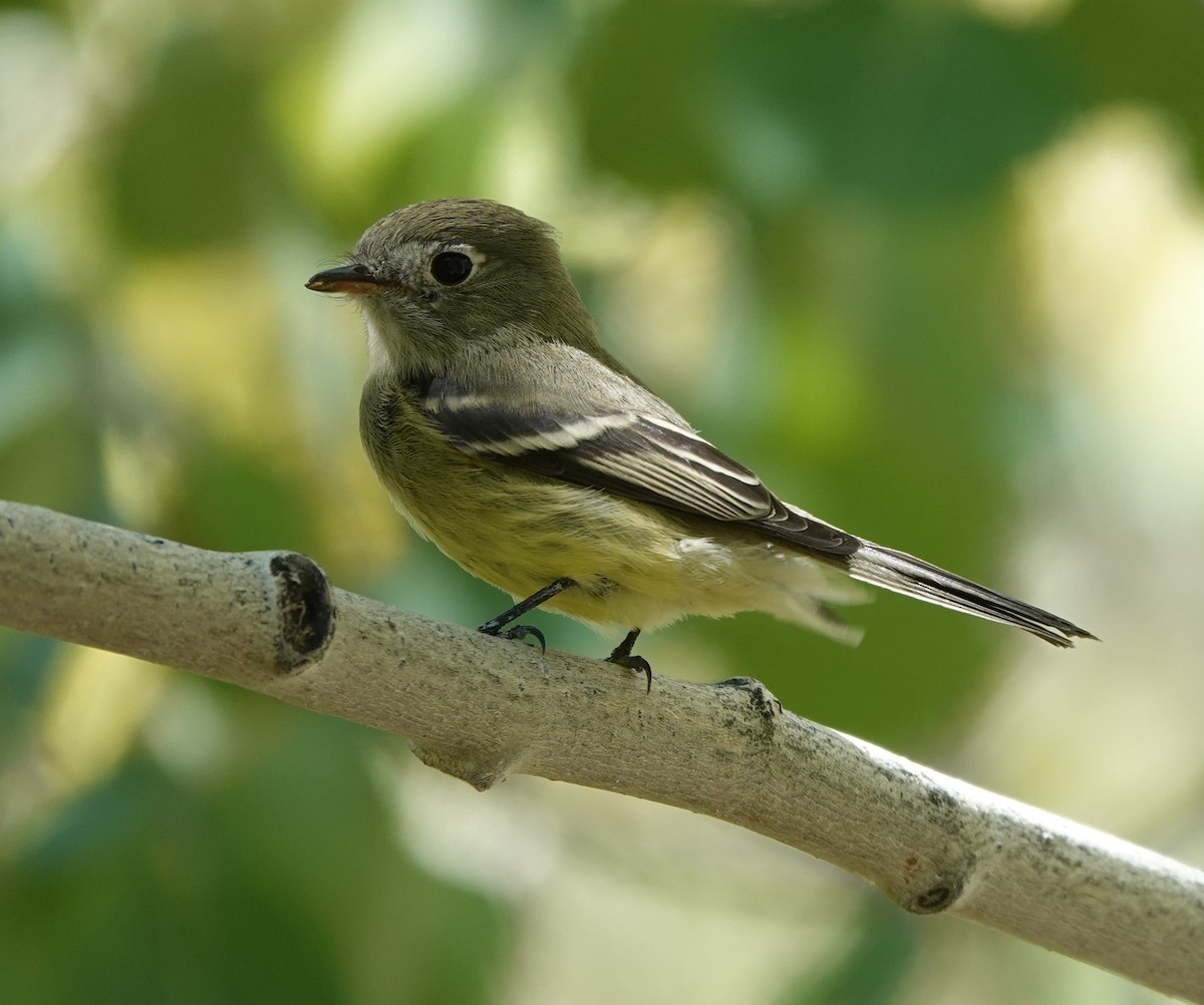 Hammond's Flycatcher - Rene Laubach