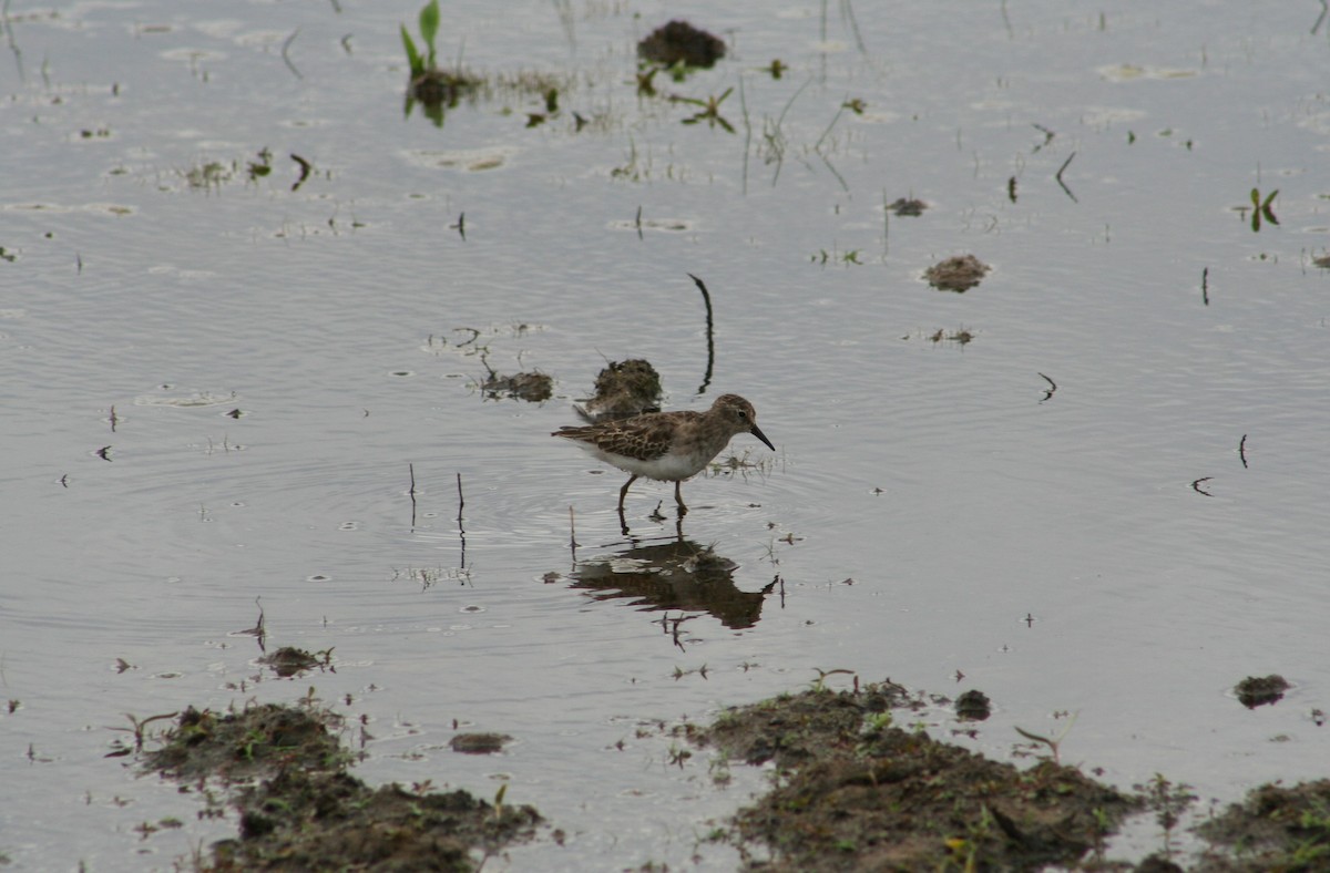 Least Sandpiper - Vicky Atkinson