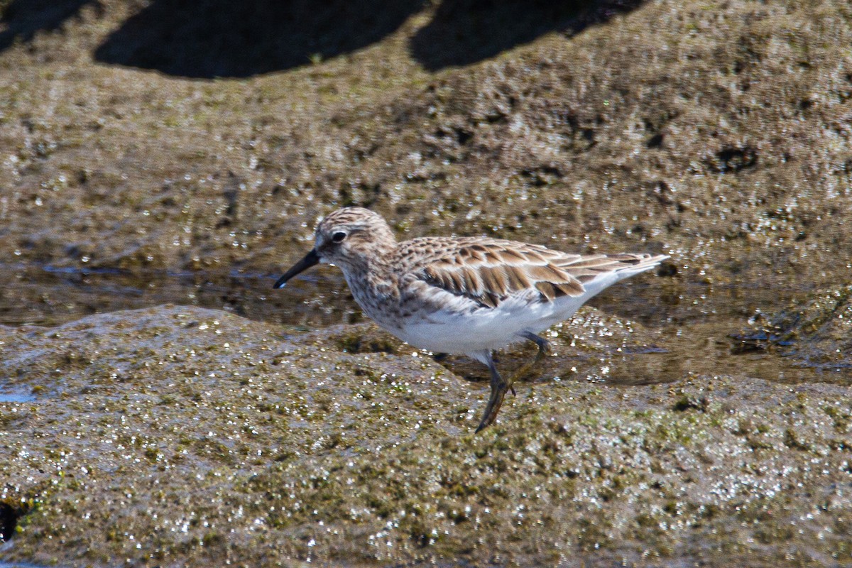 Least Sandpiper - Marvin Tórrez