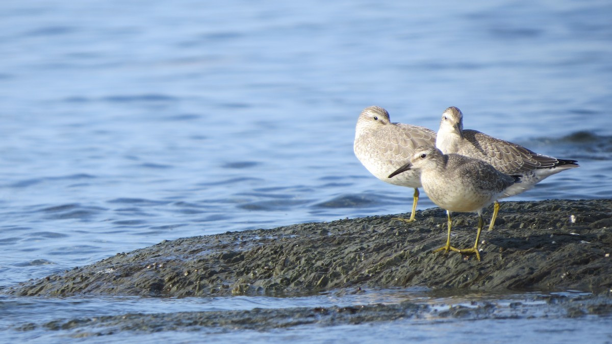 Red Knot - ML609401437