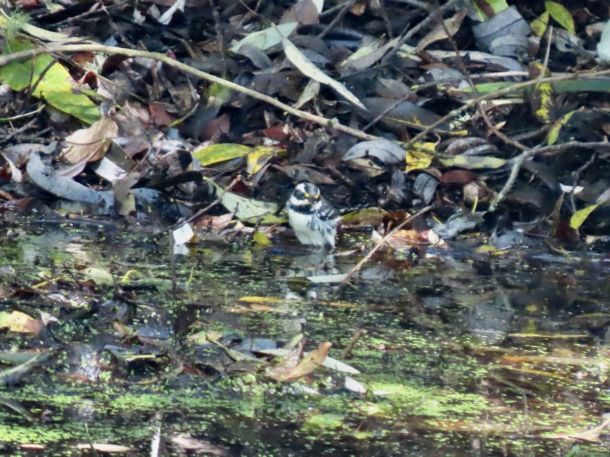 Black-throated Gray Warbler - ML609401441