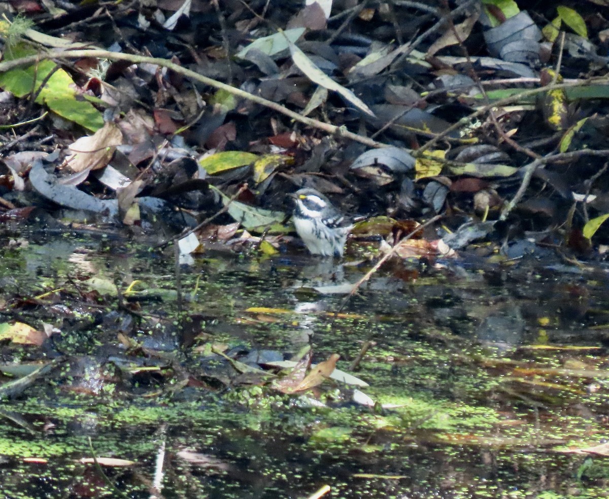 Black-throated Gray Warbler - ML609401442