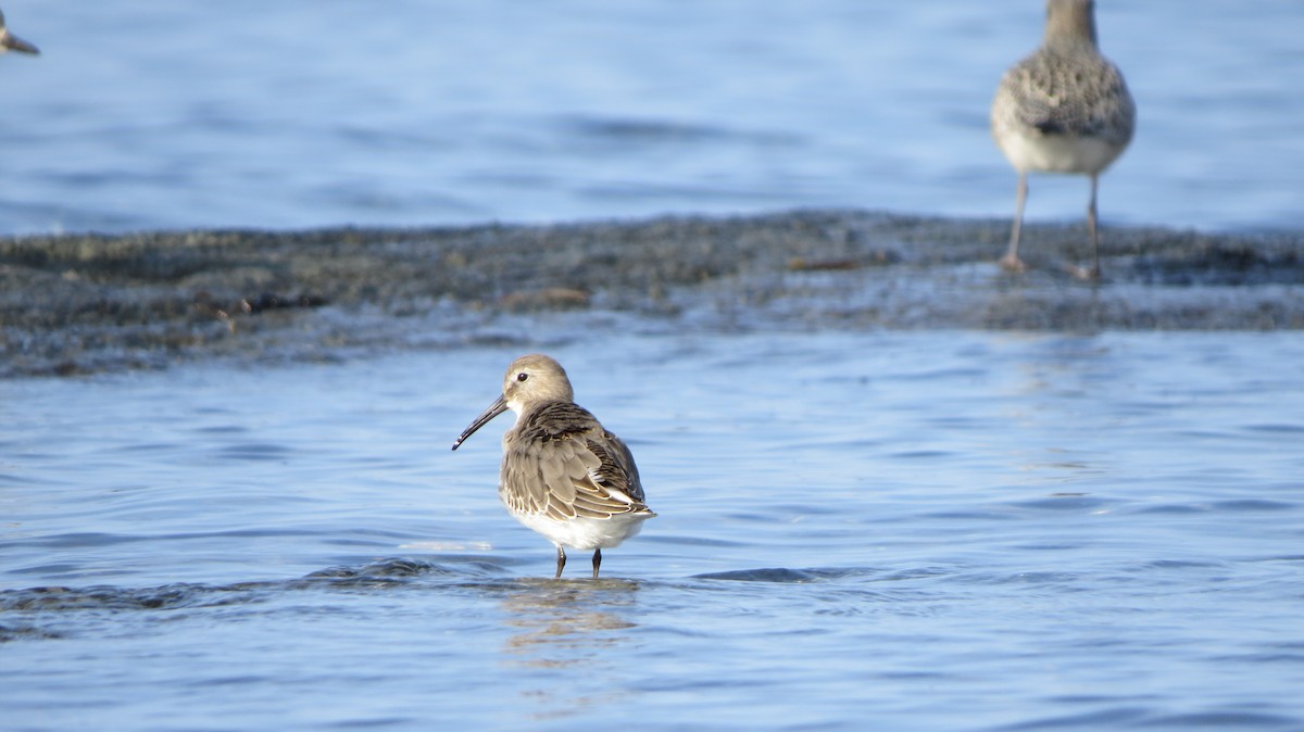 Dunlin - ML609401456