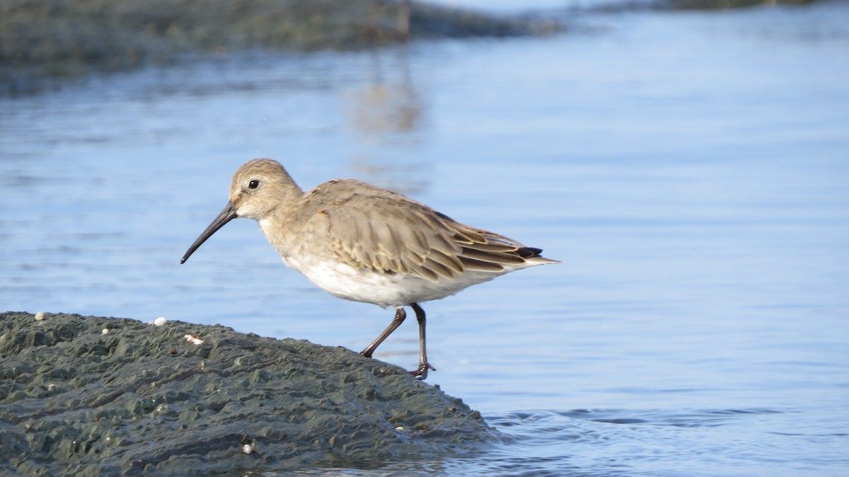 Dunlin - Maxime Aubert