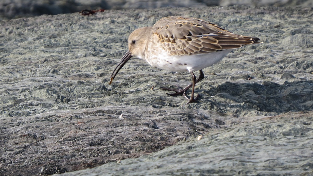 Dunlin - Maxime Aubert