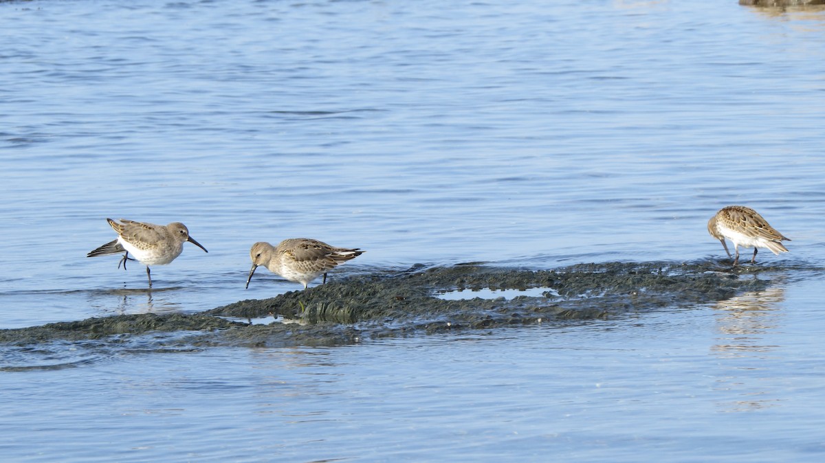 Dunlin - ML609401511