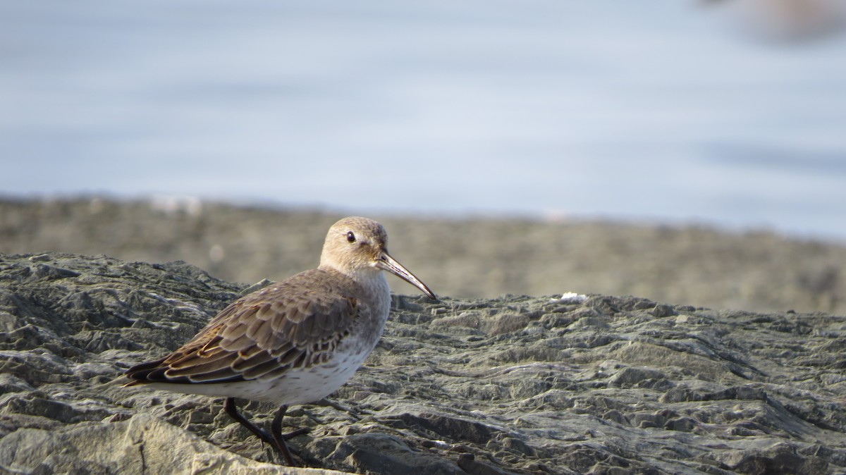 Dunlin - ML609401512