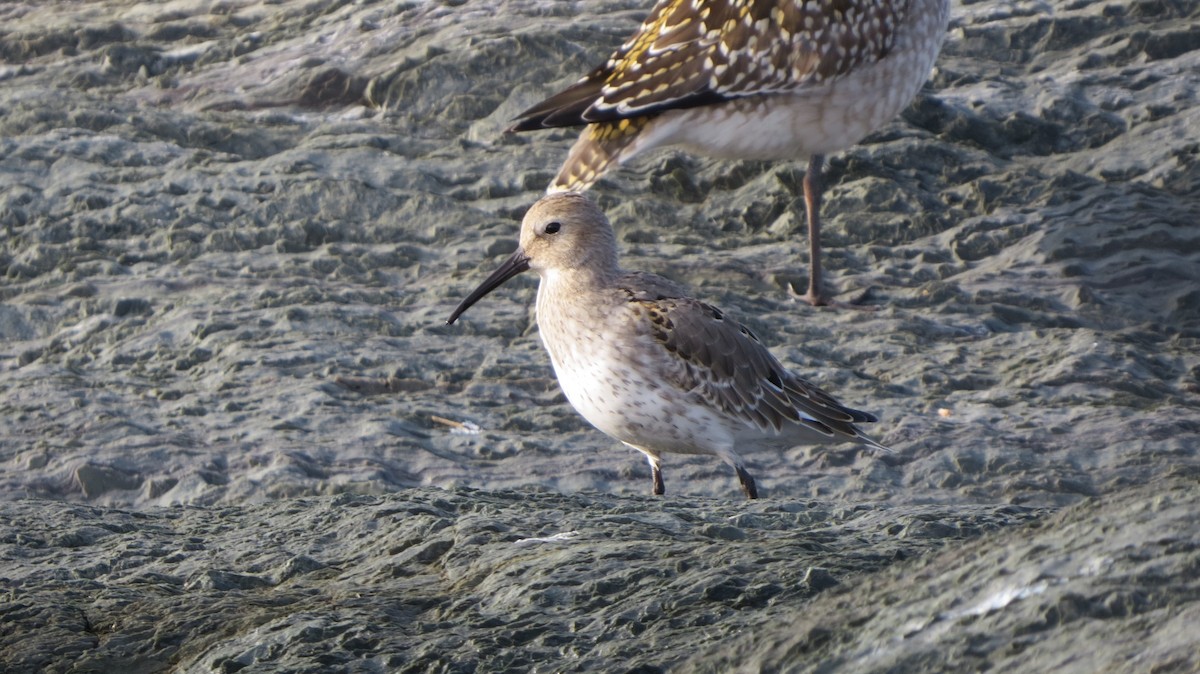 Dunlin - Maxime Aubert