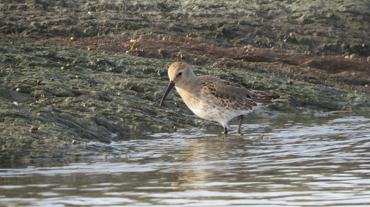 Dunlin - ML609401547