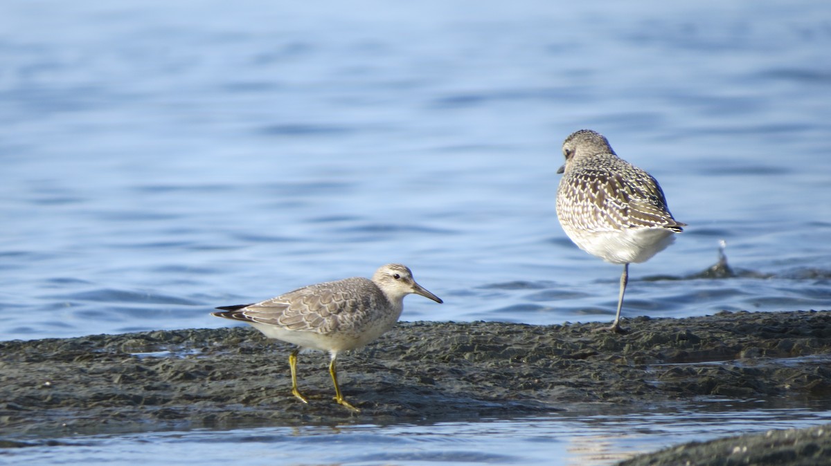 Red Knot - ML609401592