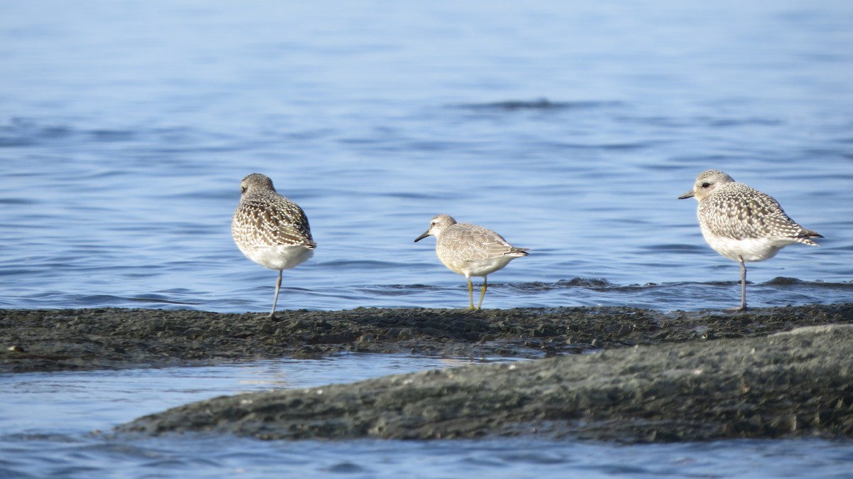 Red Knot - ML609401593