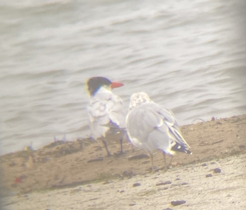 Caspian Tern - ML609401609