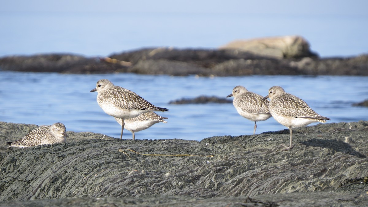 Black-bellied Plover - Maxime Aubert