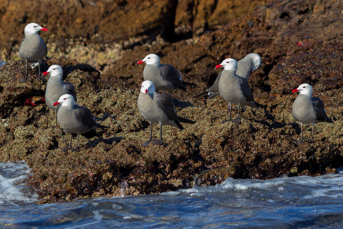 Gaviota Mexicana - ML609401650