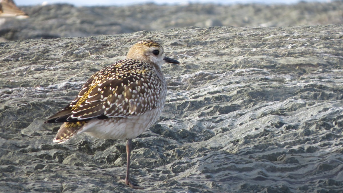 American Golden-Plover - ML609401722