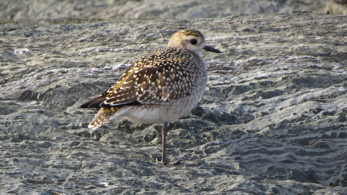 American Golden-Plover - Maxime Aubert