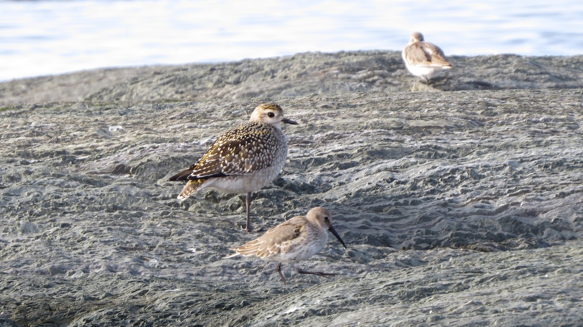 American Golden-Plover - ML609401724