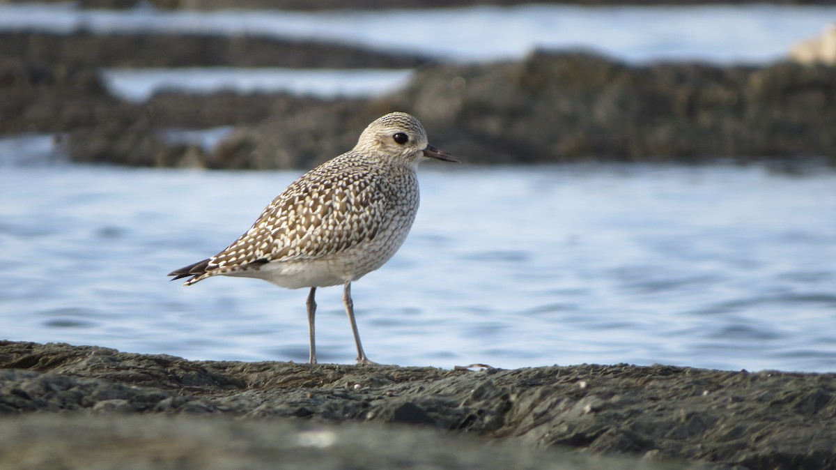 Black-bellied Plover - Maxime Aubert