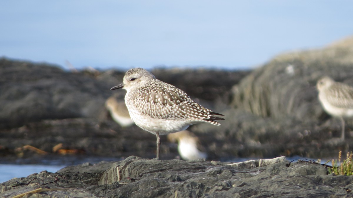 Black-bellied Plover - ML609401804