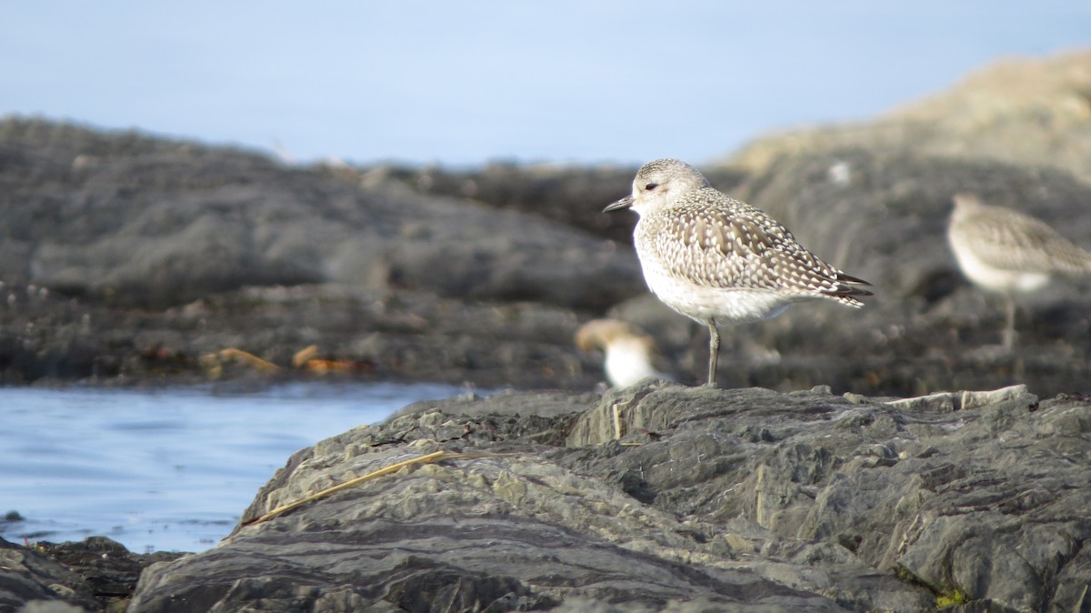 Black-bellied Plover - Maxime Aubert