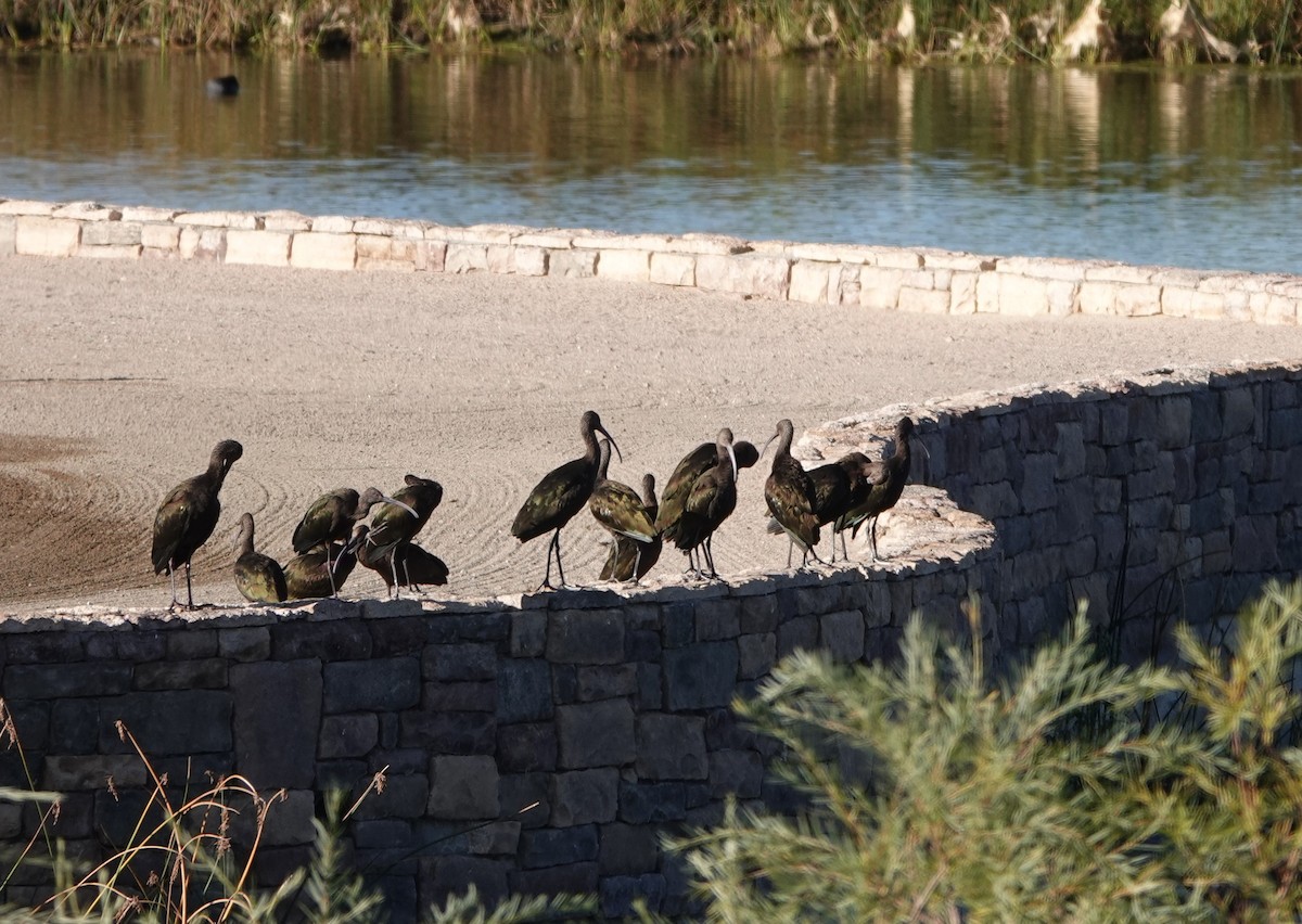 White-faced Ibis - ML609401818