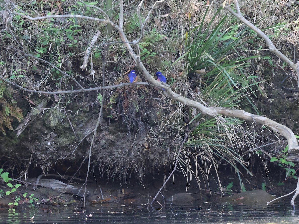 Martin-pêcheur à dos bleu - ML609401826