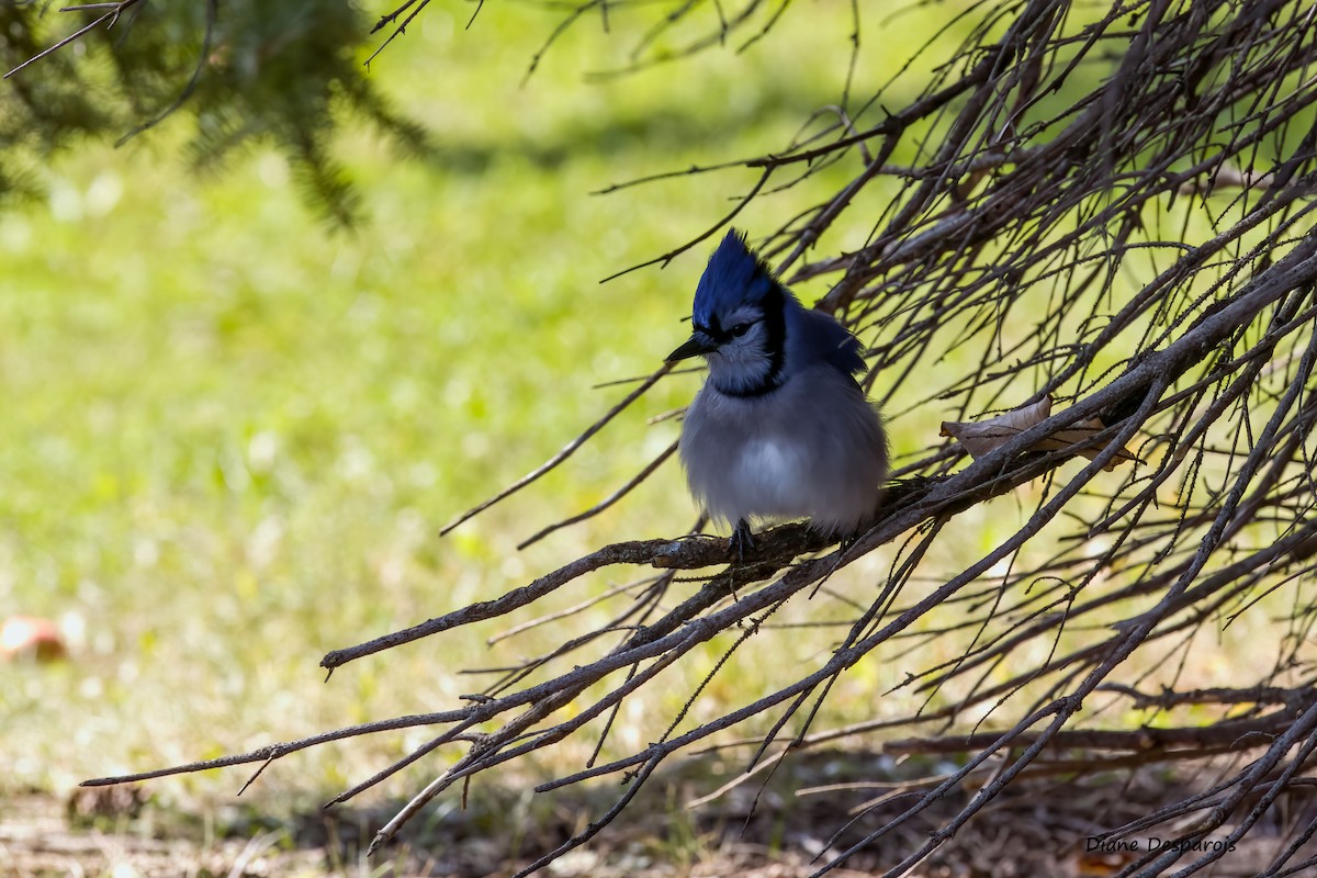 Blue Jay - ML609401893