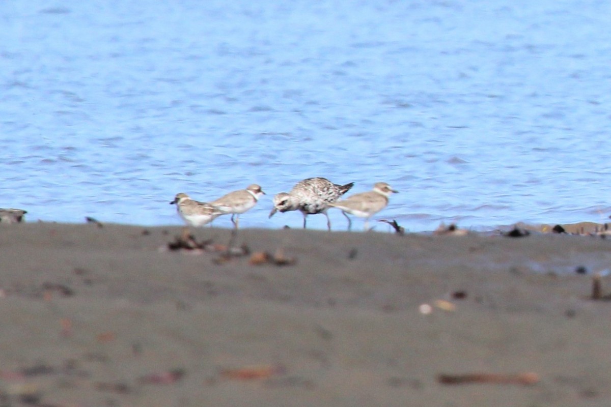 Black-bellied Plover - Kathryn Dick