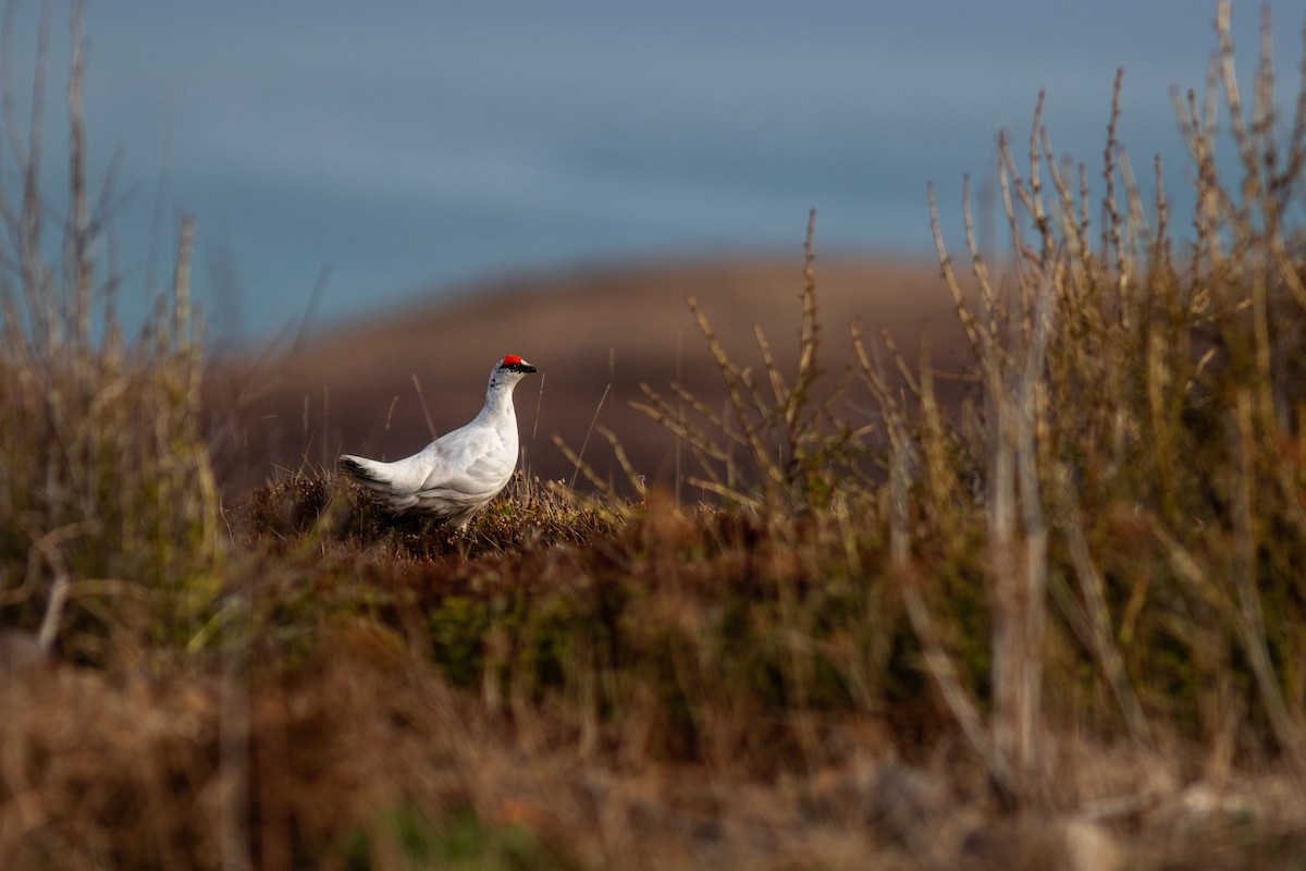 Rock Ptarmigan - ML609401910