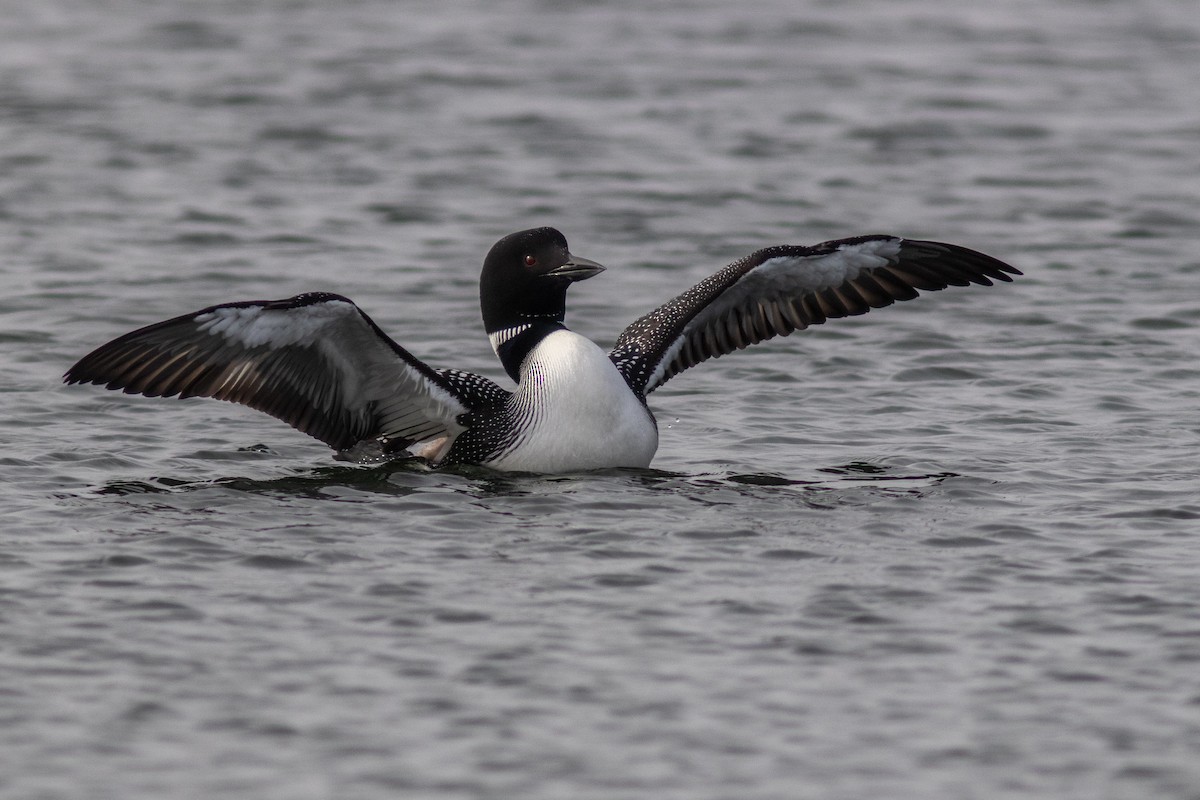 Plongeon huard - ML609401926