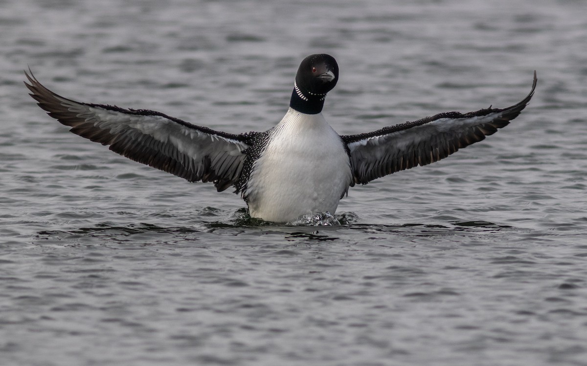 Common Loon - Sila Viriyautsahakul